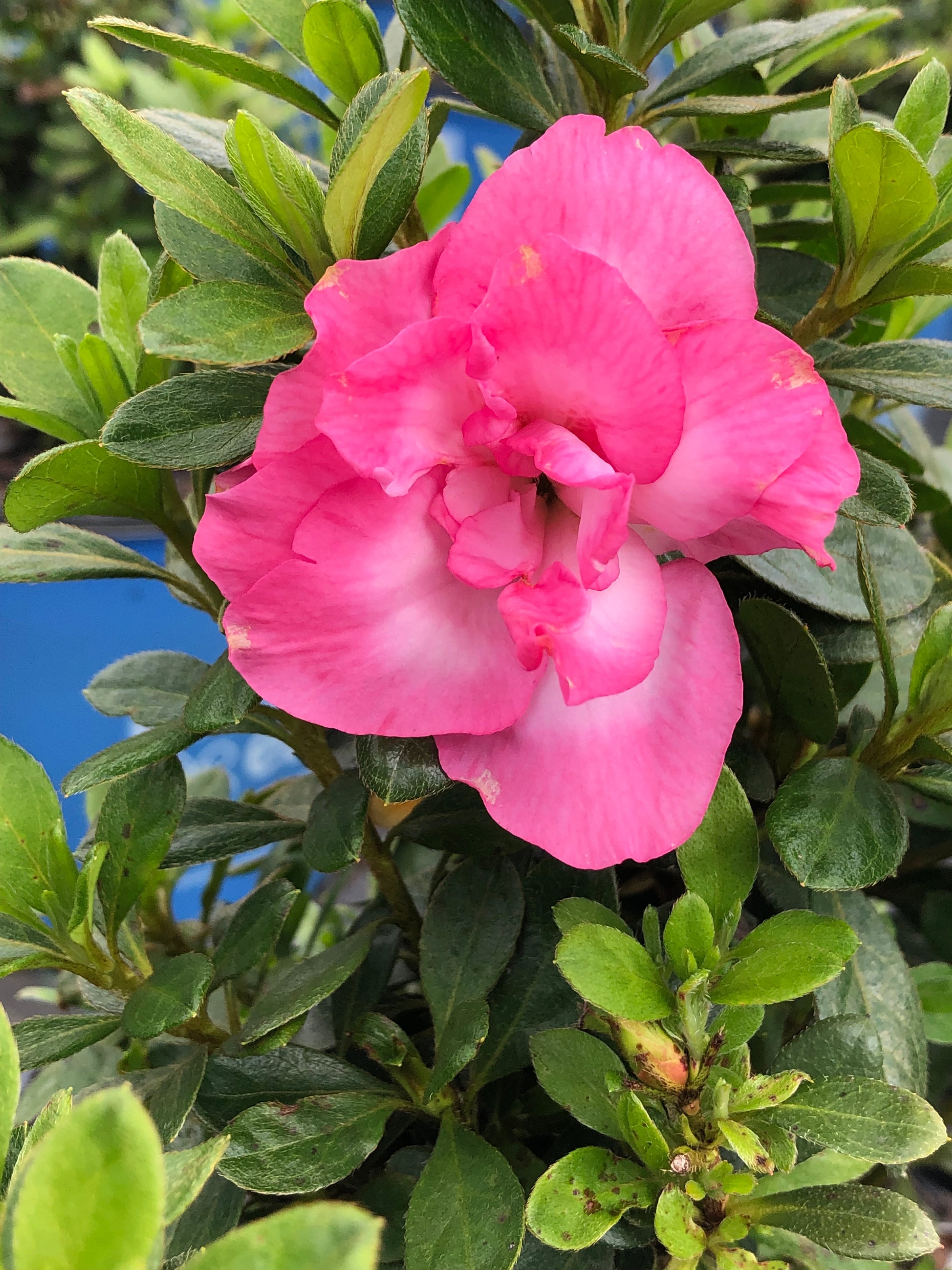 Bloomin' Easy® Ever After™ Blush Reblooming Azalea Rhododendron x