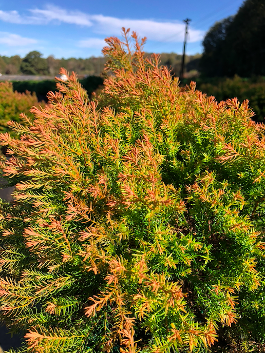 thuja smaragd 180 cm Thuja Emerald160/180cm Order For Delivery From June  Grasslands Nursery
