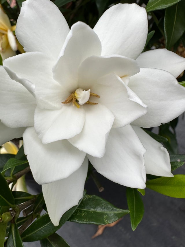 ガーディニア　 　　　　　ジャスミン 　　　　　ネルロ 　　　　　ウィスパー ガーディニア ジャスミン ネルロ ウィスパー GardenPuzzle - project