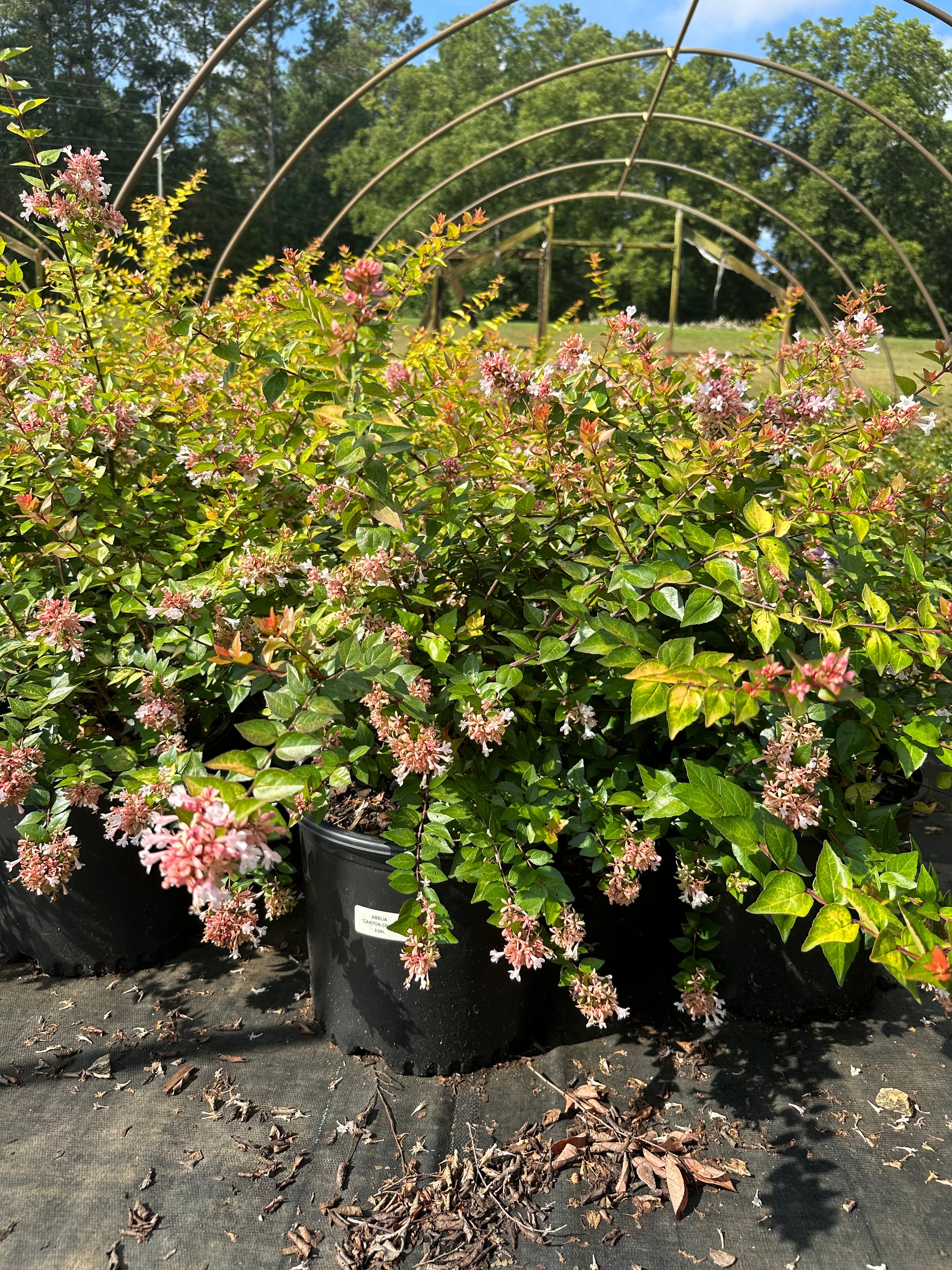 Abelia grandiflora 'Canyon Creek' | Transplant Nursery, Inc