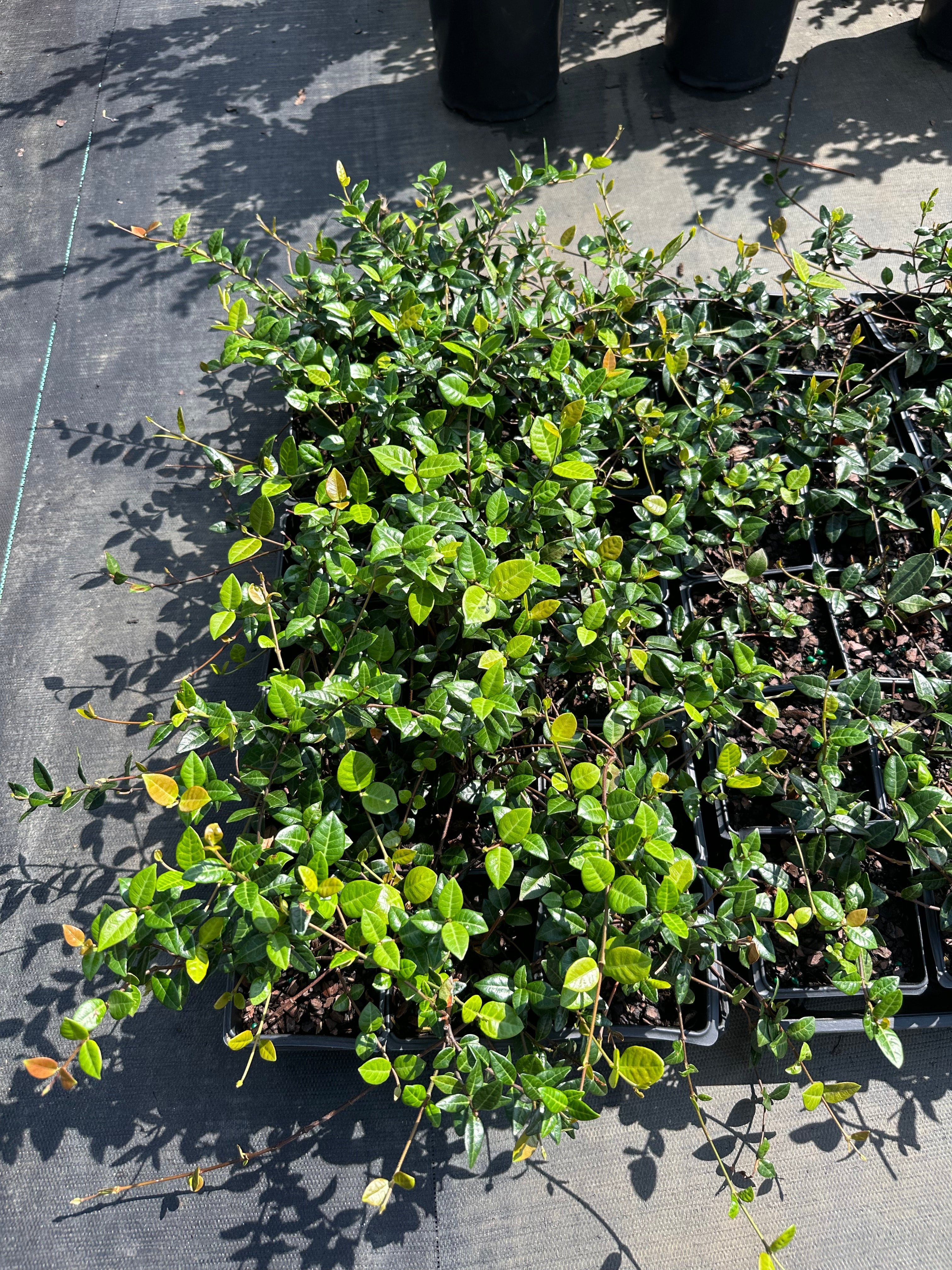 jasmineページ Trachelospermum asiaticum 'Asiatic Jasmine' | Transplant Nursery, Inc