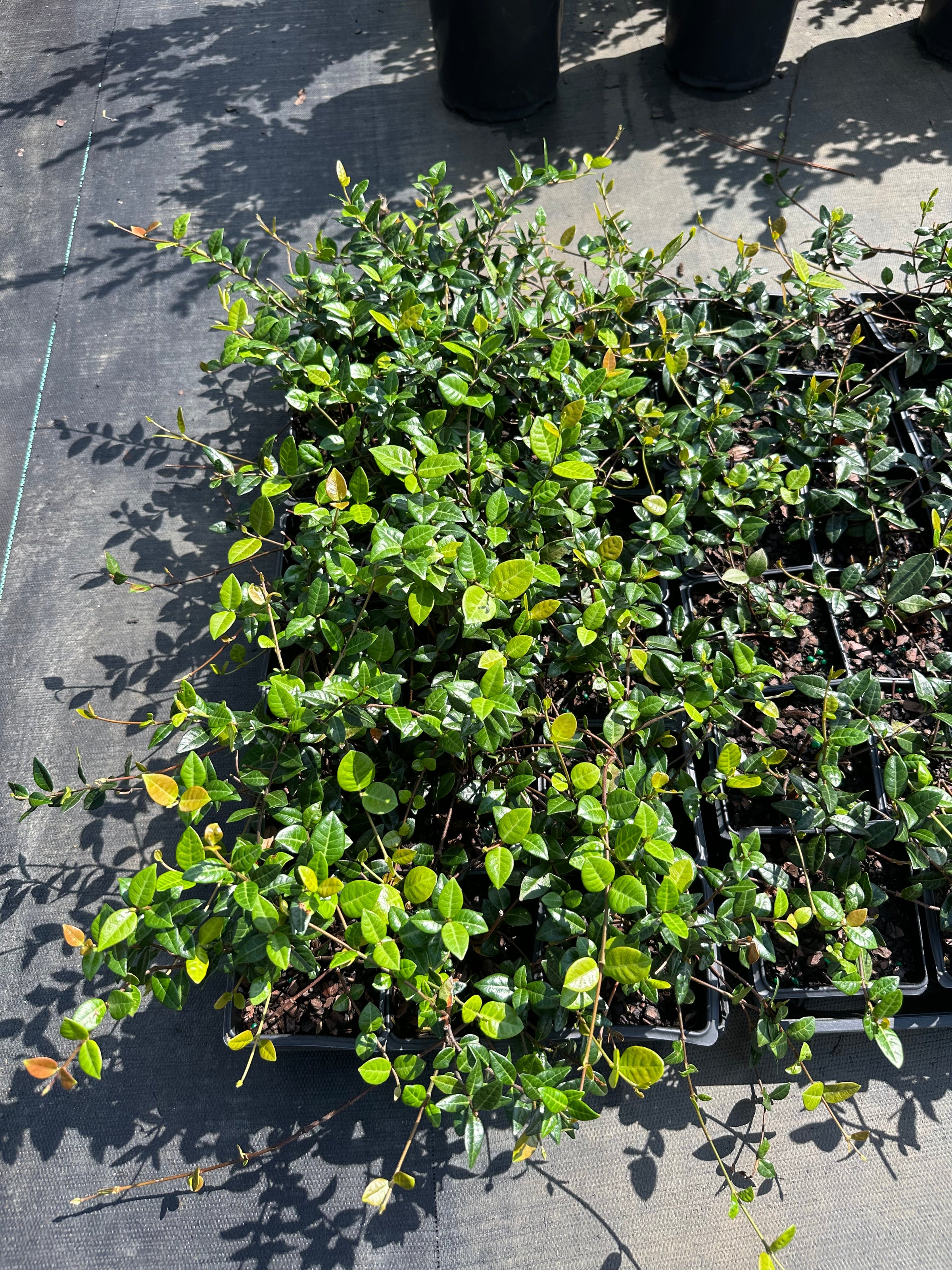 Trachelospermum asiaticum 'Asiatic Jasmine' | Transplant Nursery, Inc