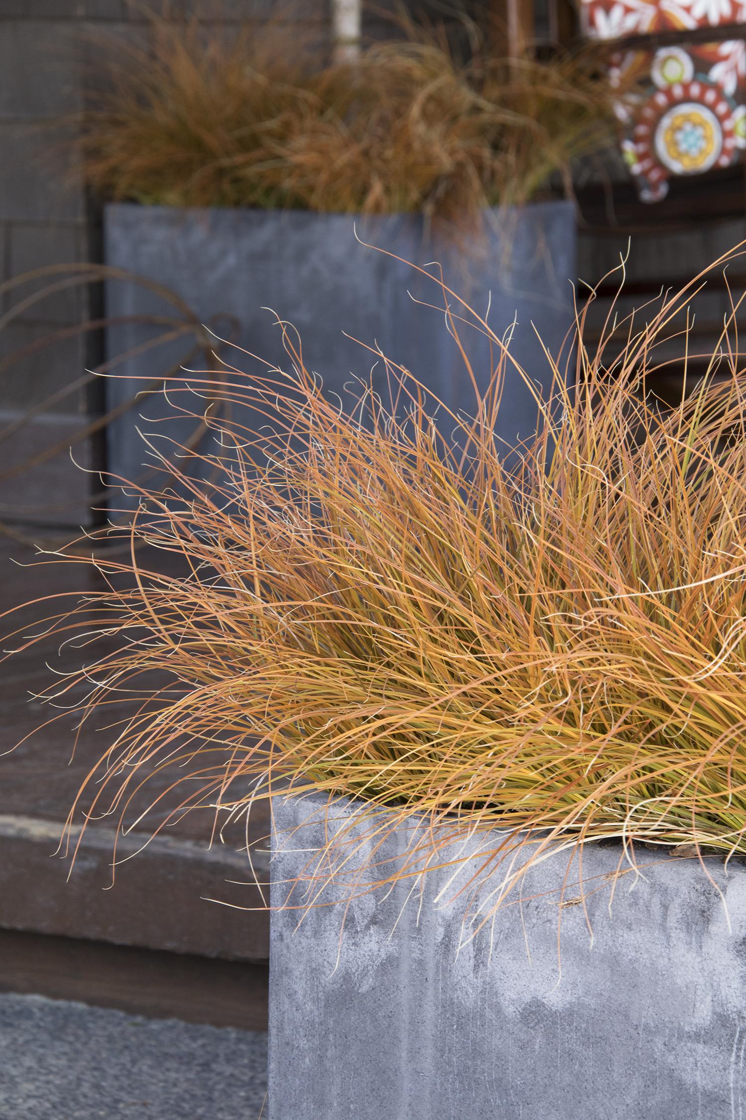 Carex testacea 'Orange New Zealand Sedge' | Transplant Nursery, Inc