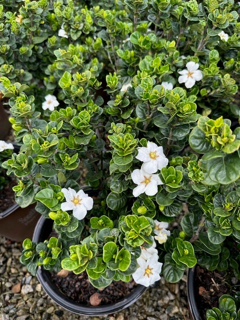 Gardenia | Transplant Nursery, Inc