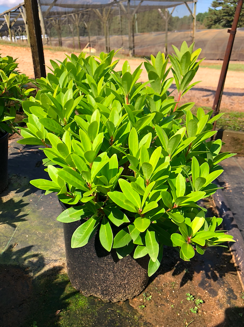 Illicium parviflorum 'Florida Sunshine' | Transplant Nursery, Inc