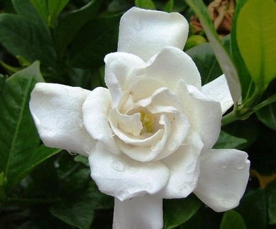 Gardenia | Transplant Nursery, Inc