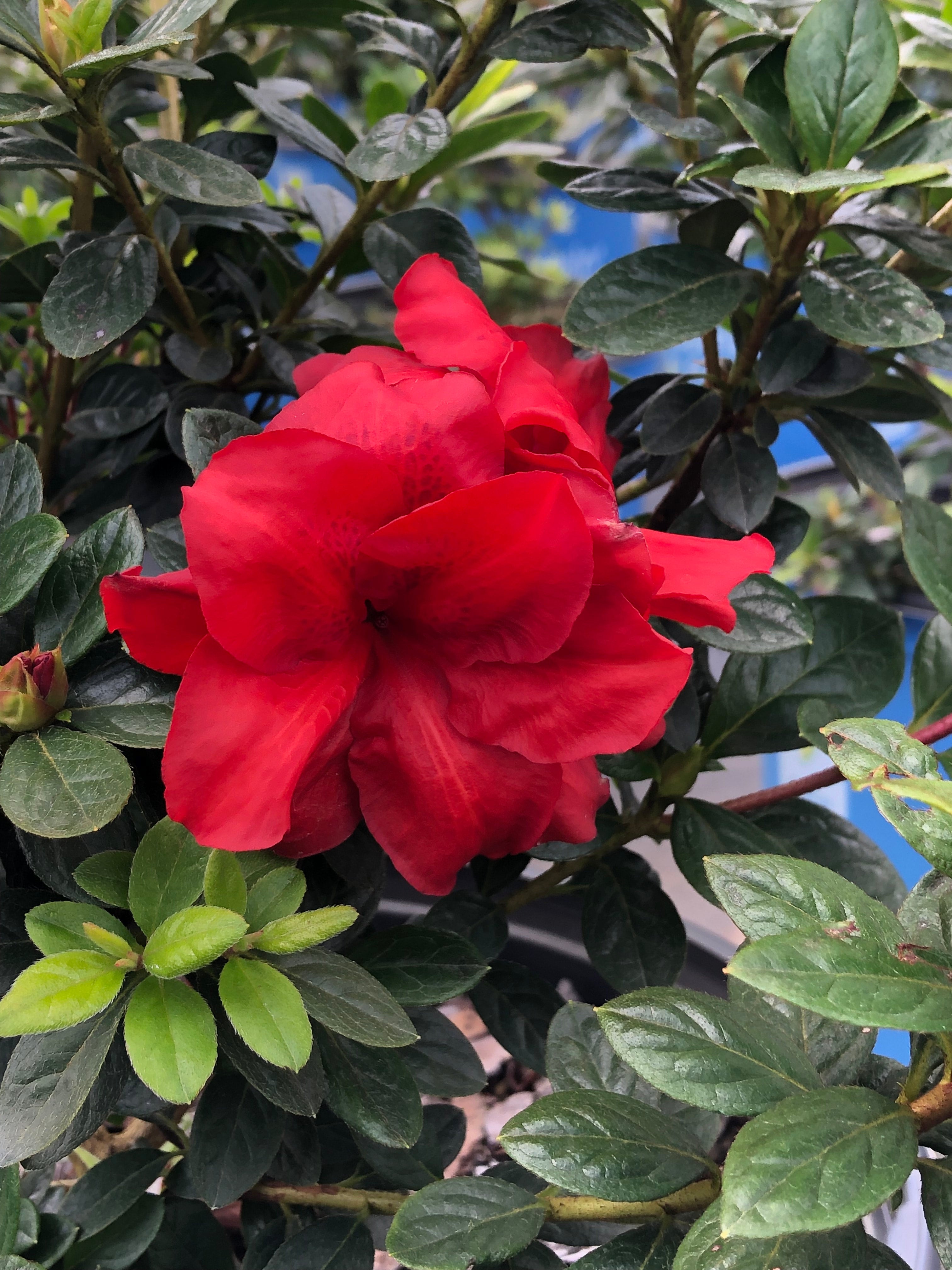 Bloomin' Easy® Ever After™ Ruby Reblooming Azalea