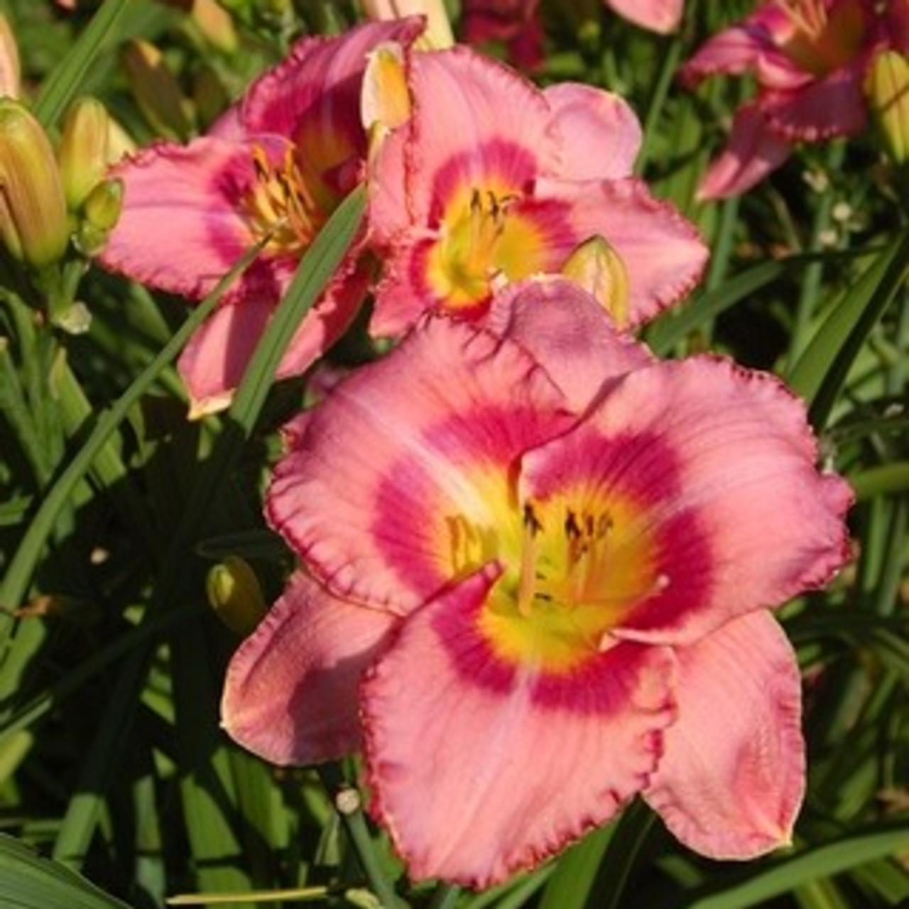 dress pink daylily Hemerocallis (Daylily) Dress Code Order online in EU directly from Holland