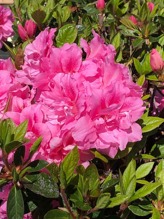 Encore Azalea Autumn Carnation Rhododendron 'Roblec' PP15339