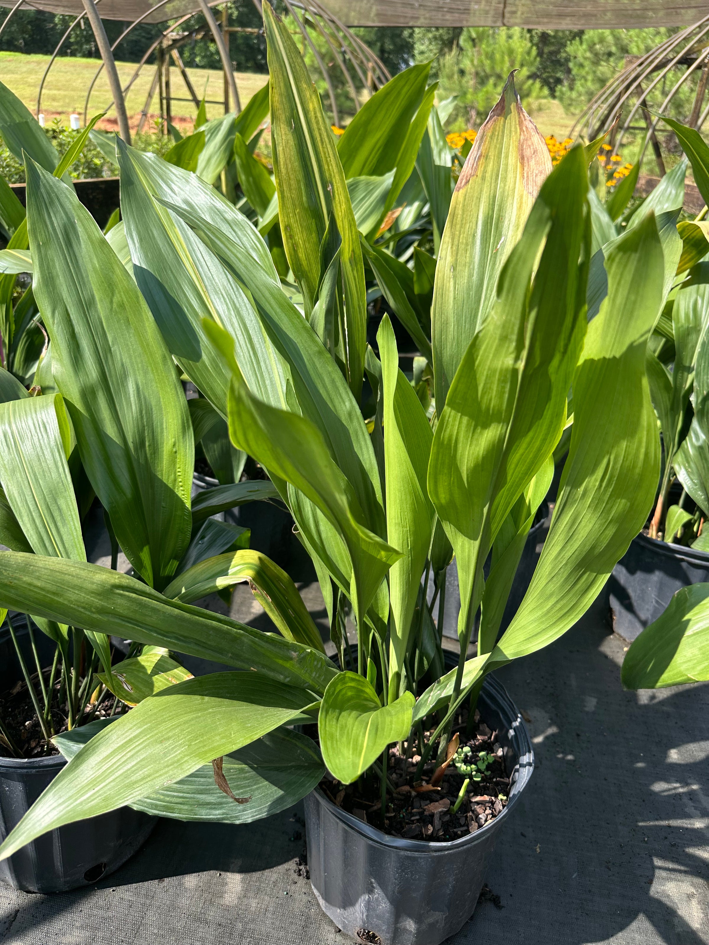 Aspidistra elatior 'Cast Iron' | Transplant Nursery, Inc