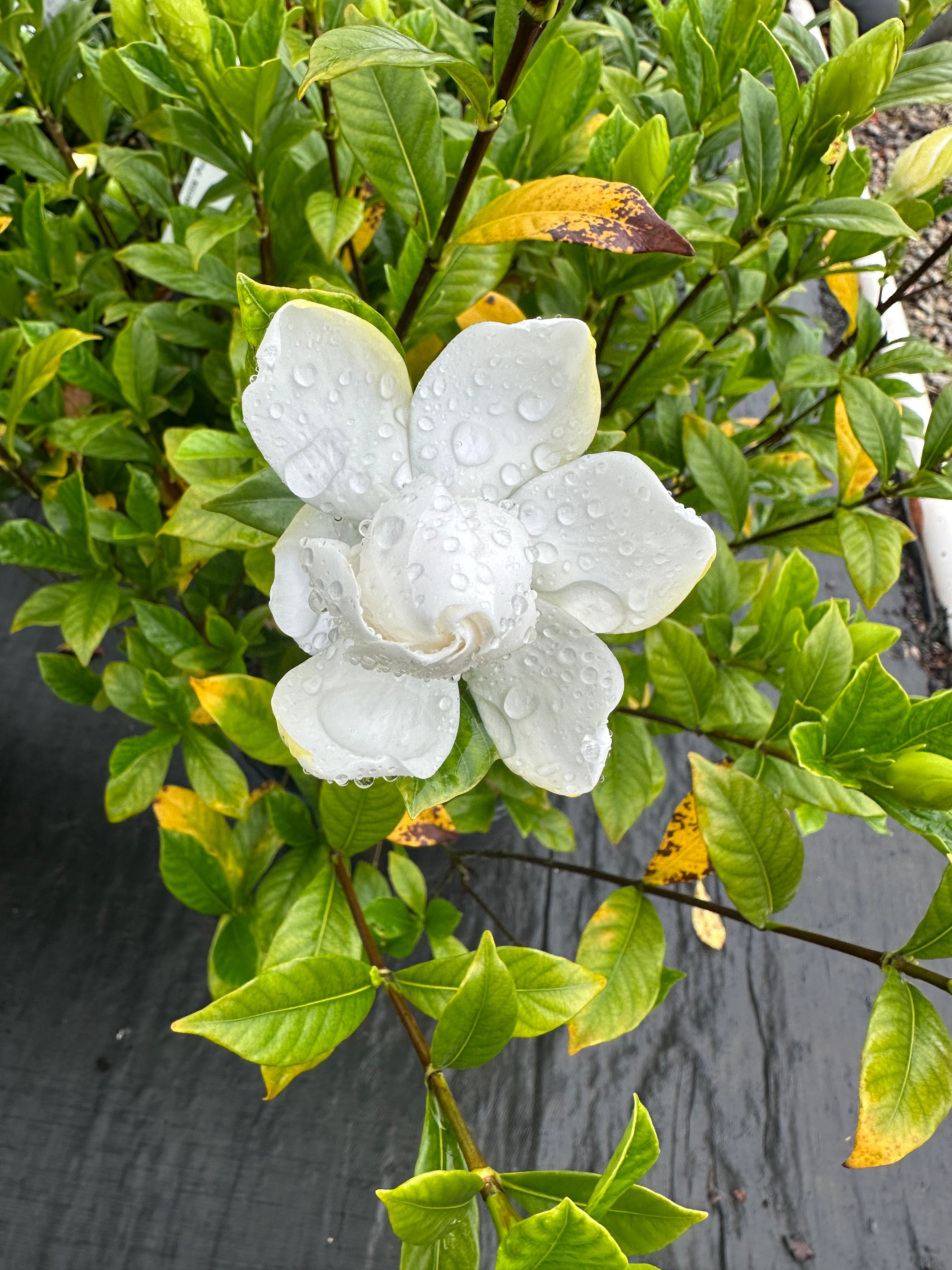 August Beauty Gardenia jasminoides | Transplant Nursery, Inc