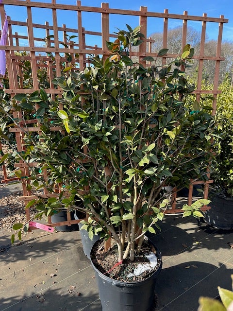 ILLUMINARIA CAMELLIA JAPONICA ディフューザー Camellia Japonica 'High Fragrance' | Transplant Nursery, Inc