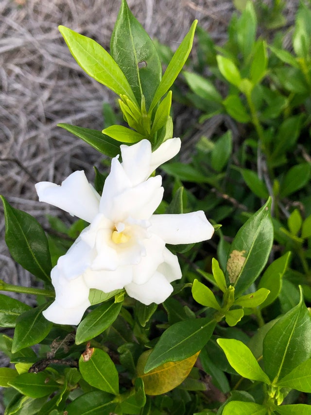 ガーディニア ジャスミン ネルロ ウィスパー ガーディニア ジャスミン