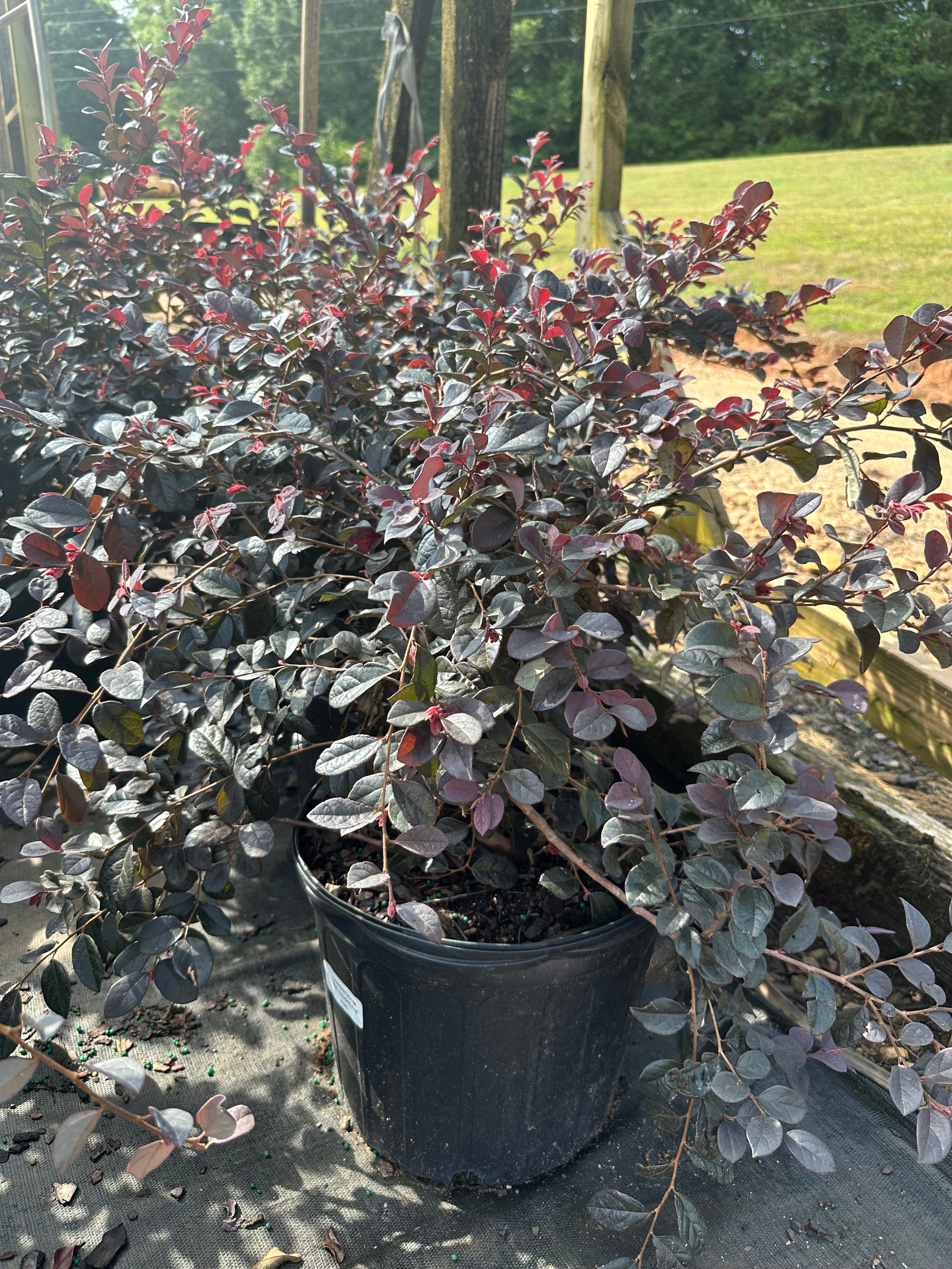 Loropetalum 'Red Chocolate' | Transplant Nursery, Inc
