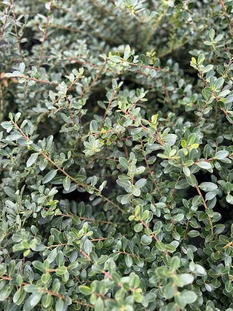 Ilex crenata 'Welford Helleri' Dark Roast™ | Transplant Nursery, Inc