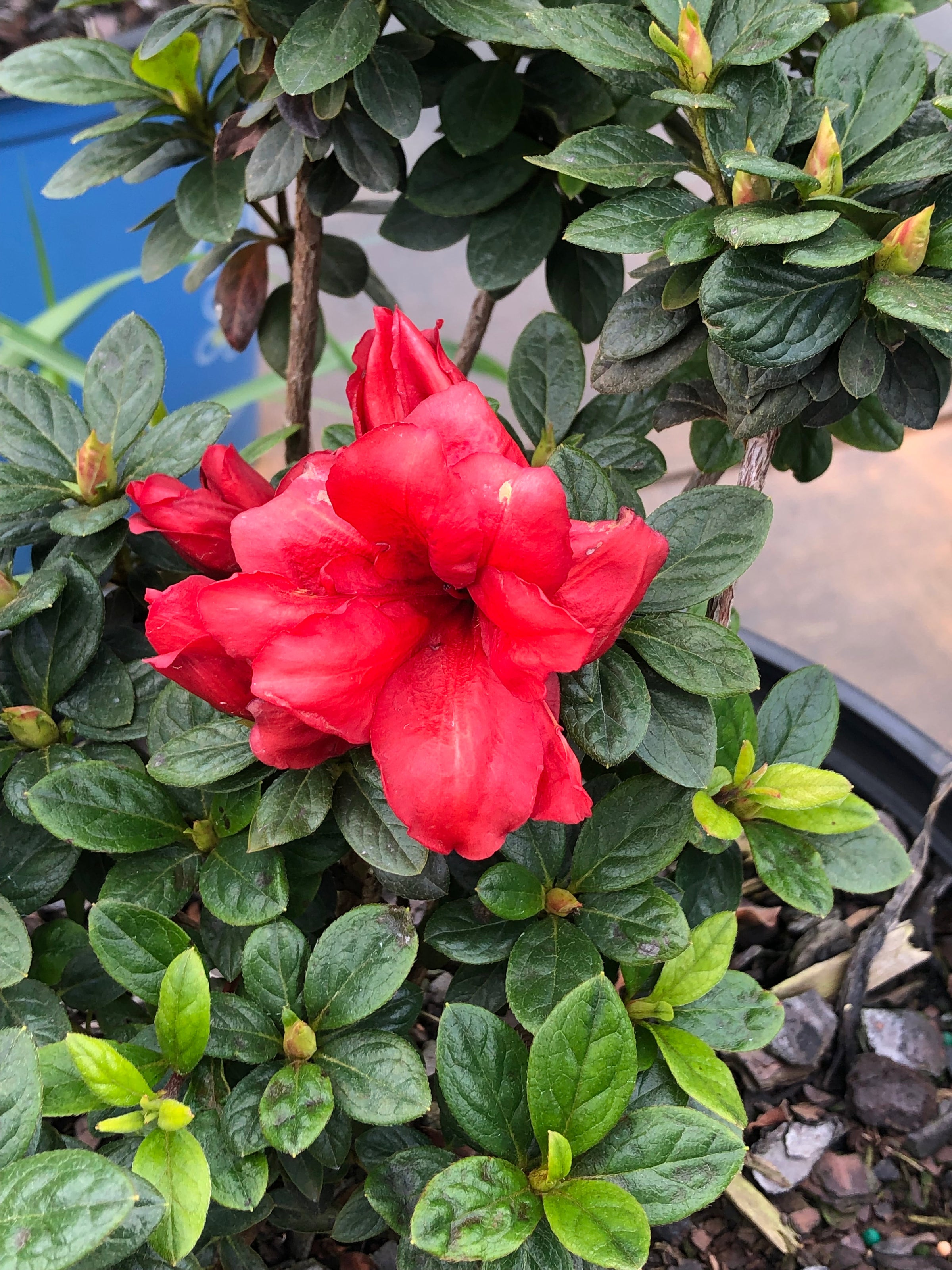 Bloomin' Easy® Ever After™ Ruby Reblooming Azalea Rhododendron x