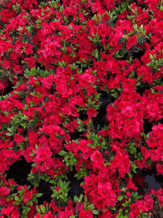Encore Azalea® Autumn Fire™ Rhododendron 'Roblez' PP28279