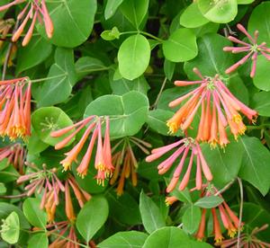 Lonicera sempervirens 'Magnifica' | Transplant Nursery, Inc