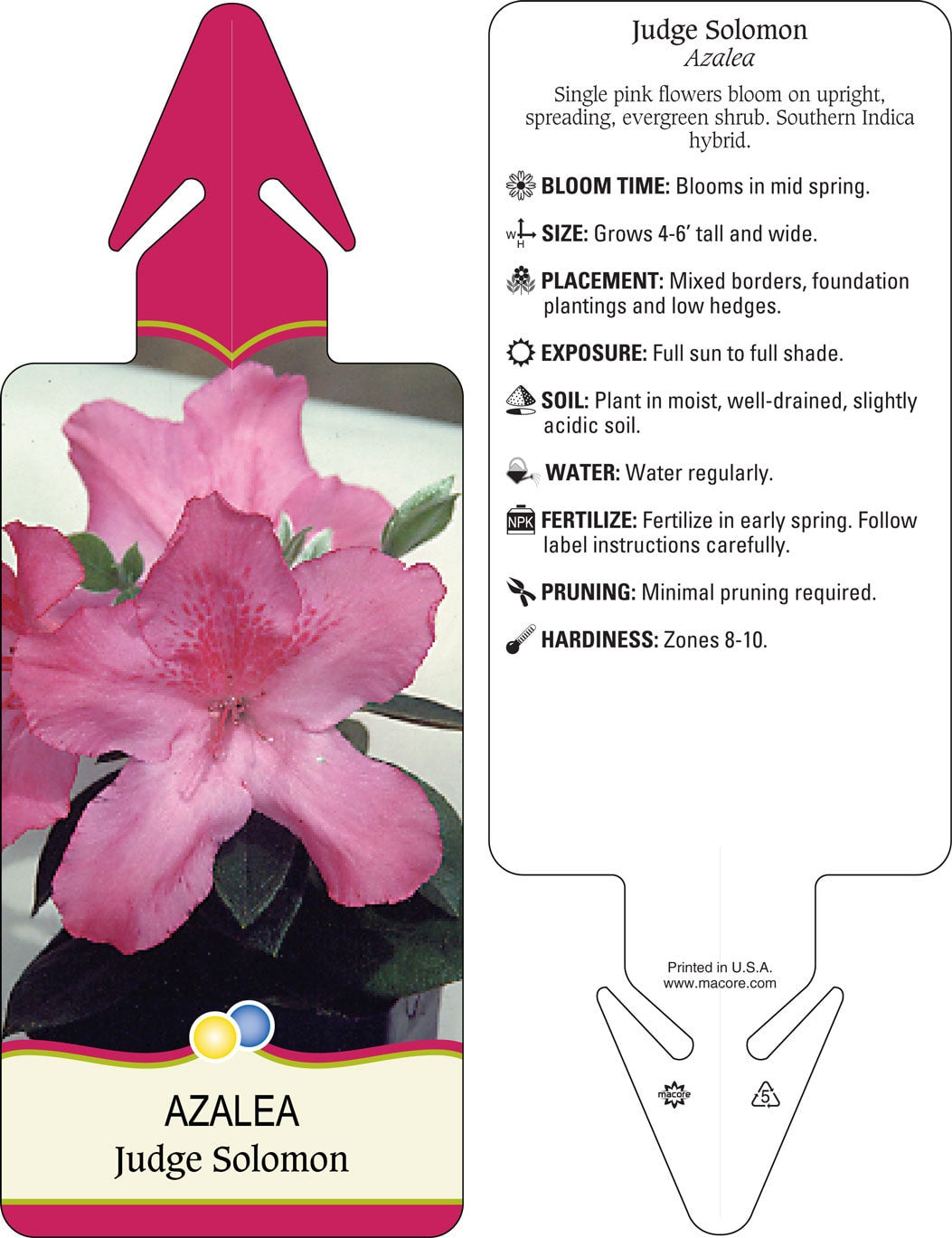 Azalea x 'Judge Solomon' | Transplant Nursery, Inc