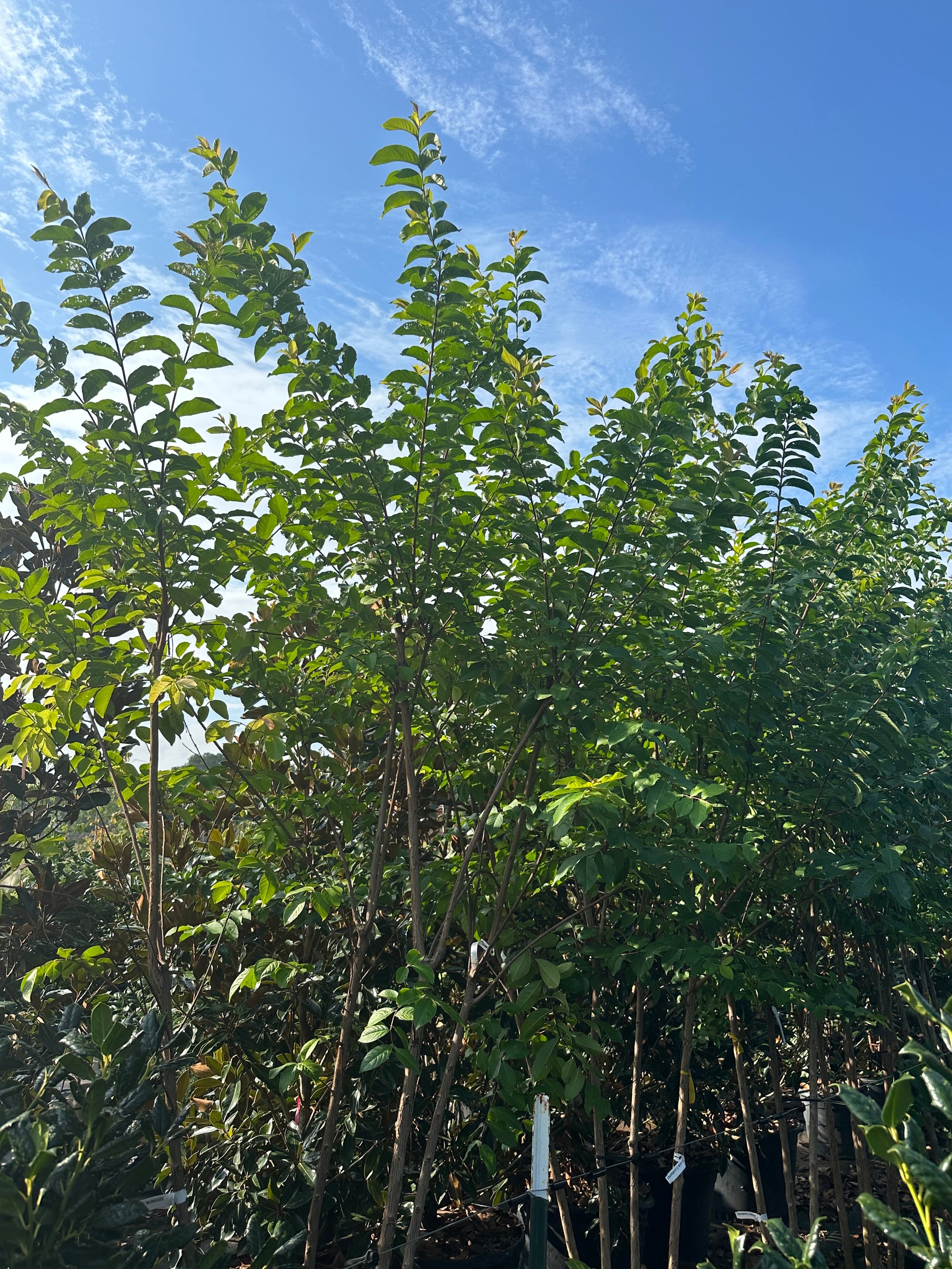 Lagerstroemia 'Muskogee' Crape Myrtle | Transplant Nursery, Inc, image size:2400x3200