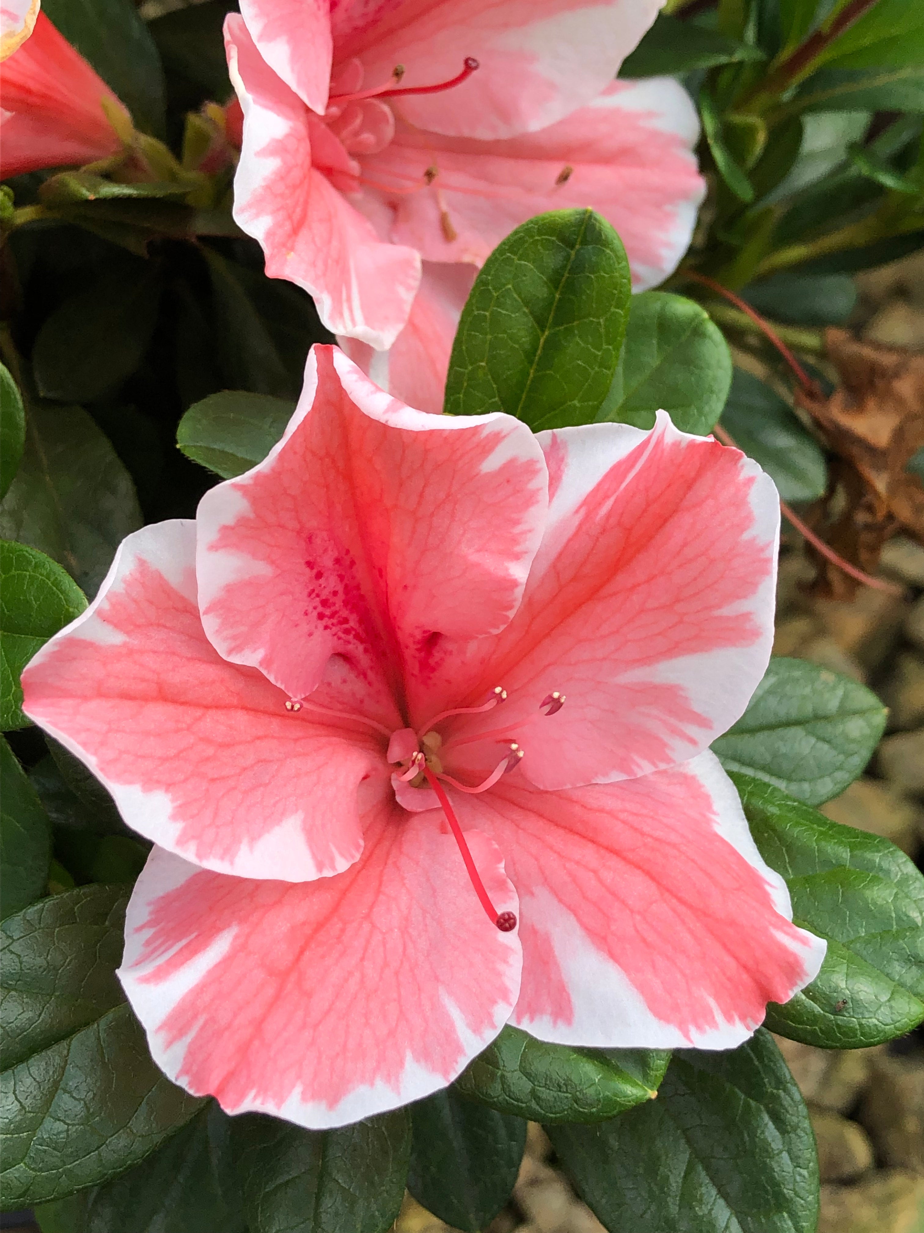 Encore Azalea® Autumn Sunburst™ Rhododendron 'Roblet' PP25072