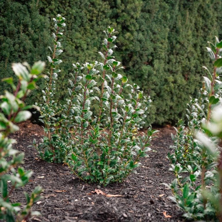 Great Neighbor™ Ilex x 'EN4' PPAF | Transplant Nursery, Inc