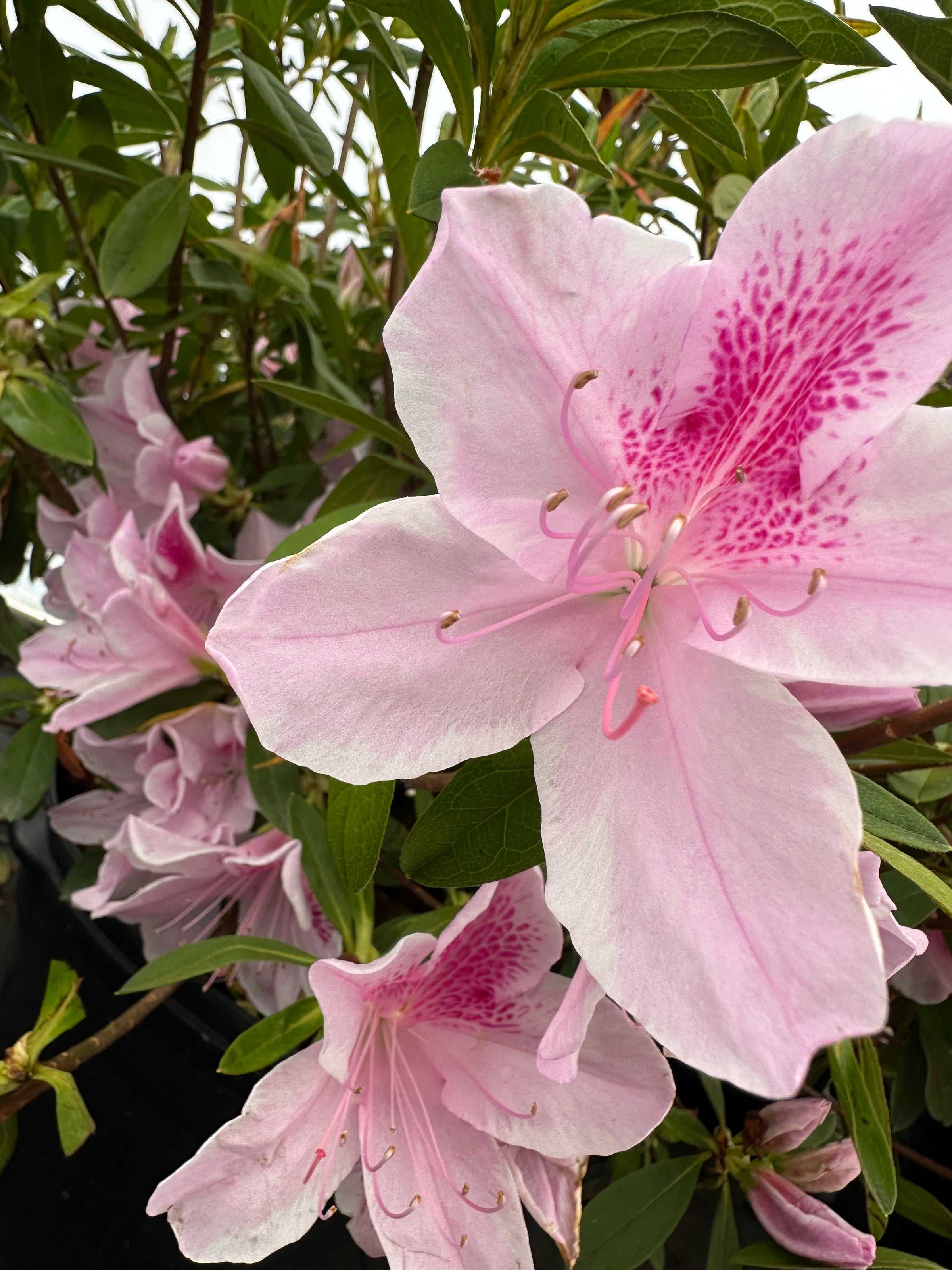 TOZ タクト ポラロイド Azalea x 'George Lindsey Tabor' | Transplant Nursery, Inc