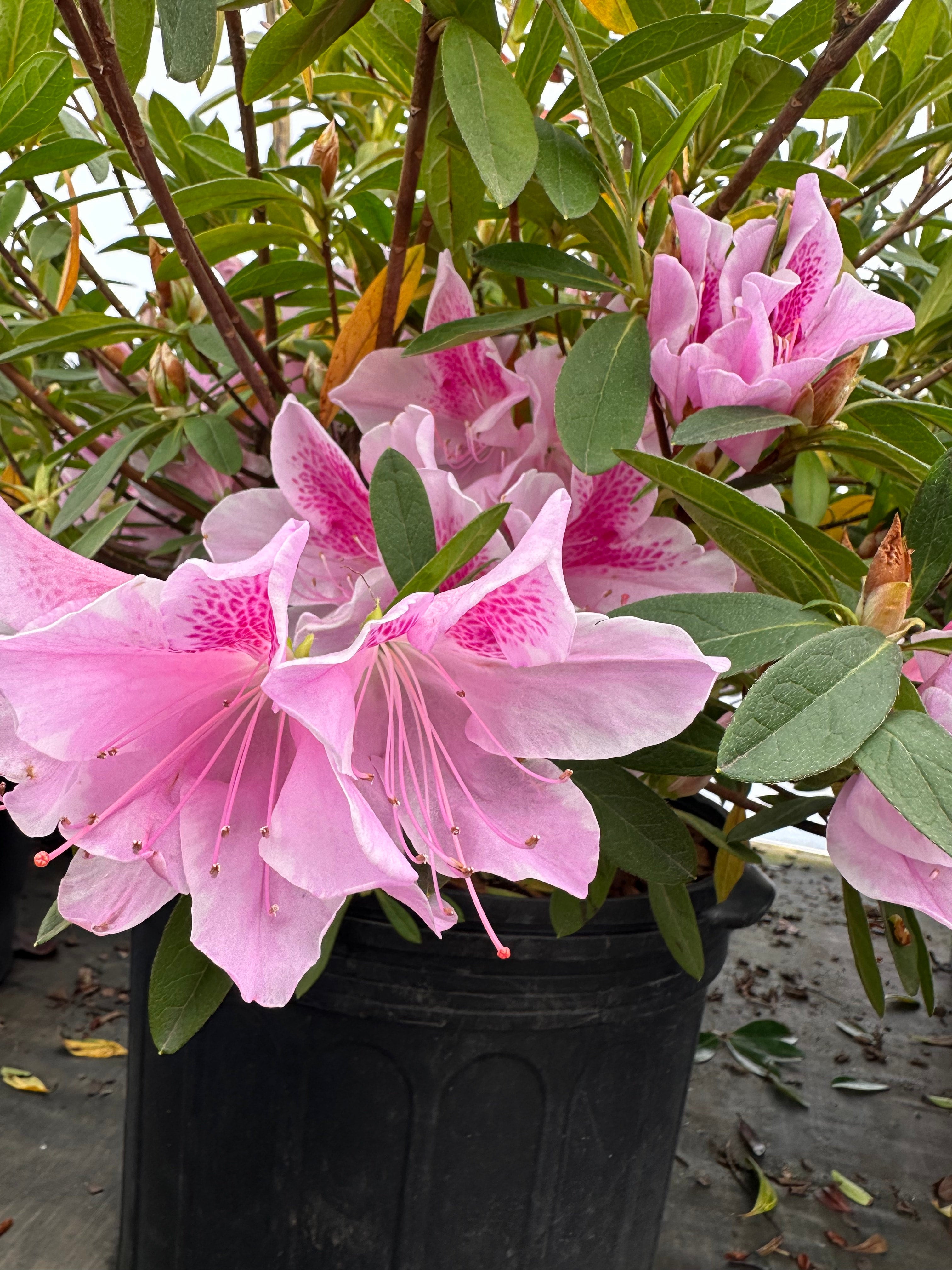 Azalea x 'George Lindsey Tabor' | Transplant Nursery, Inc
