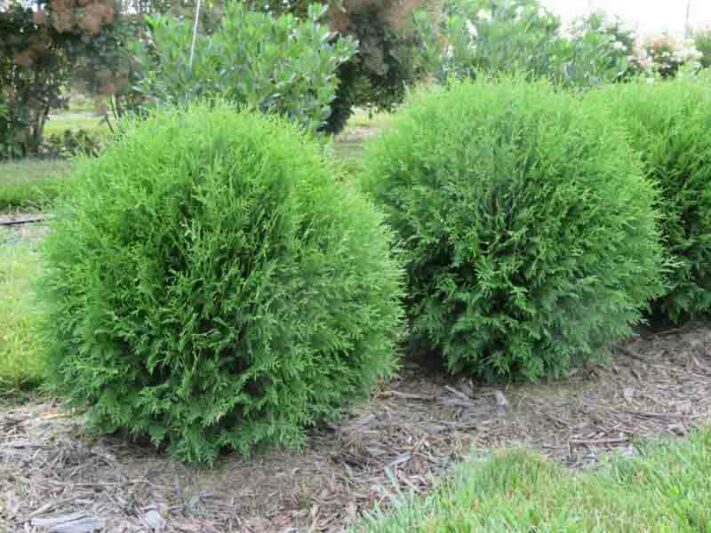 purple wisteria Wisteria Tree Buy 1 Get 1 Free, Hardy In Your Zone, Fast Ship, 3-4 Feet / Buy 1 Get 1 Free main image 0