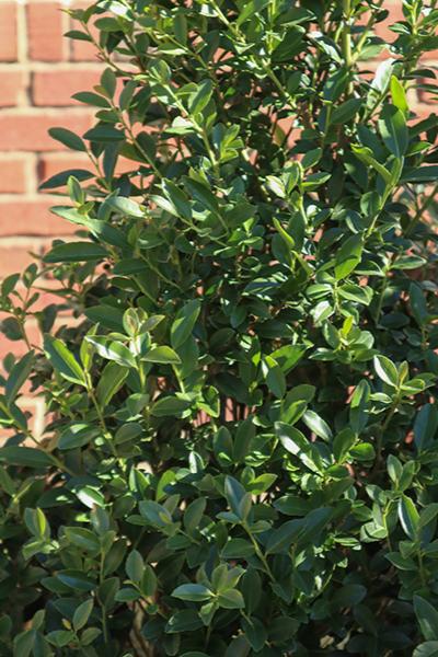 Ilex Arrow Point™ Holly | Transplant Nursery, Inc
