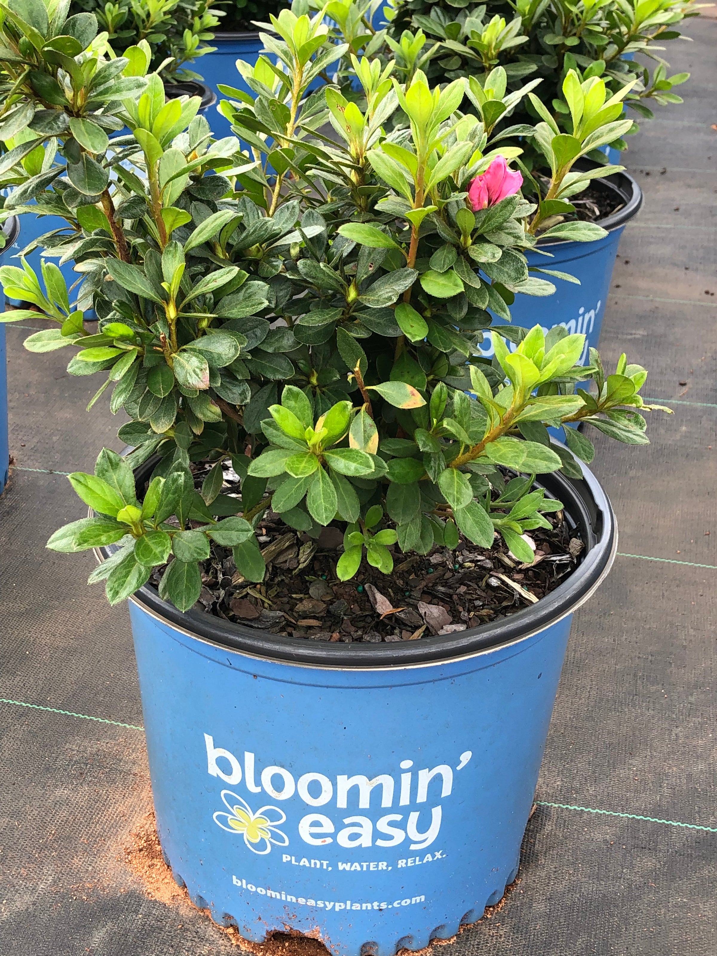 Bloomin' Easy® Ever After™ Blush Reblooming Azalea Rhododendron x