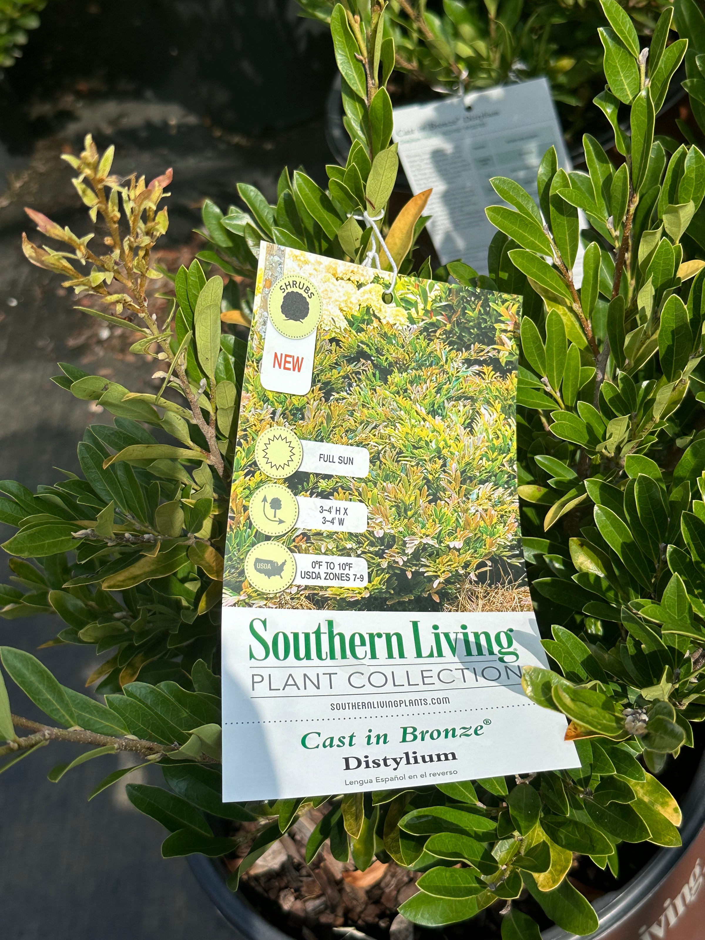 Southern Living® Cast in Bronze® Distylium hybrid 'BLDY02' PP32785