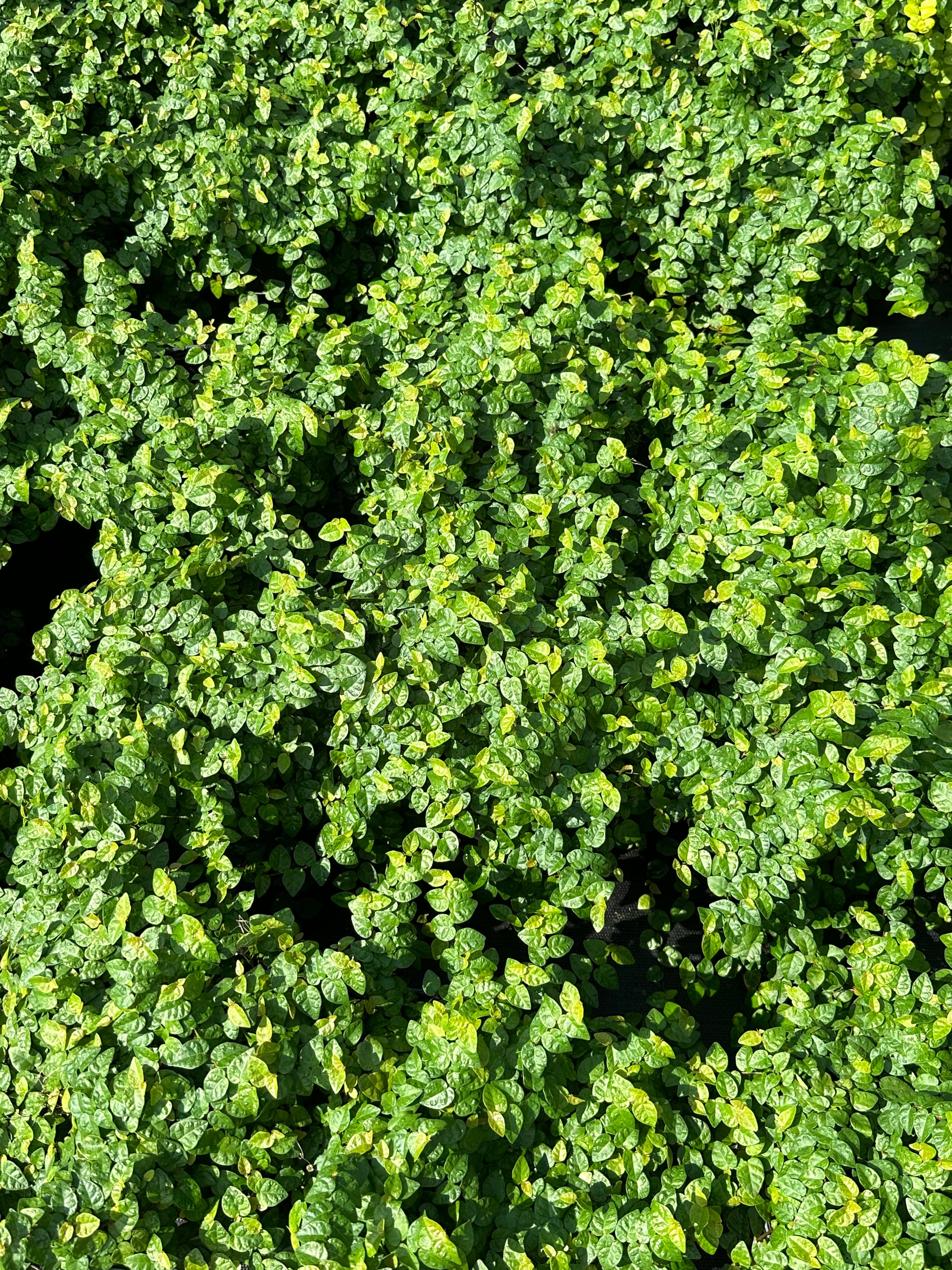 pepper plant Pepper Plant
