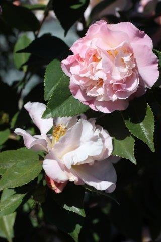 Camellia Japonica 'High Fragrance' | Transplant Nursery, Inc