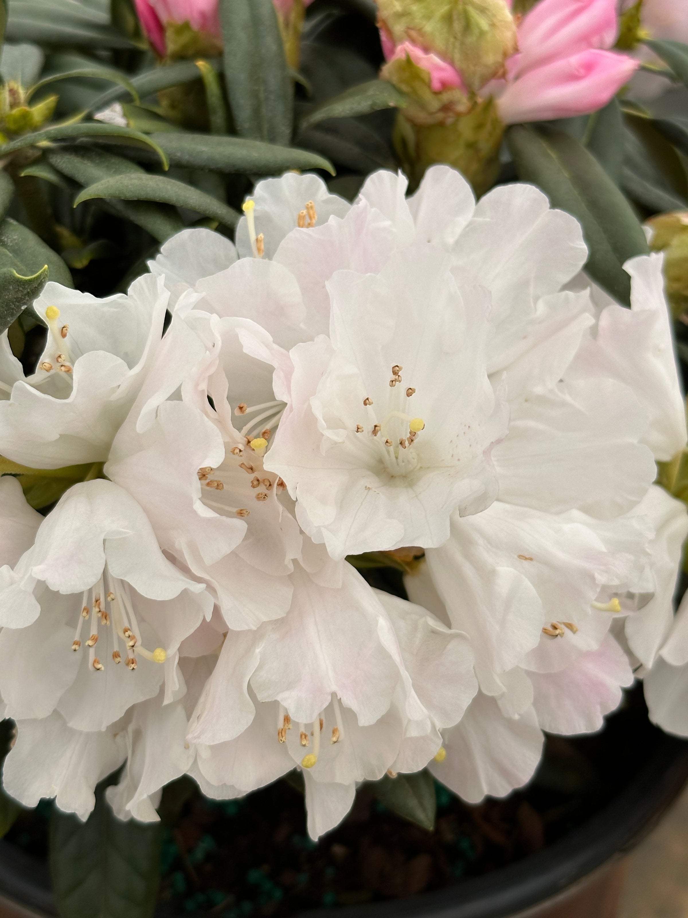 Southern Living® Elegance™ Southgate® Rhododendron 'Fair City