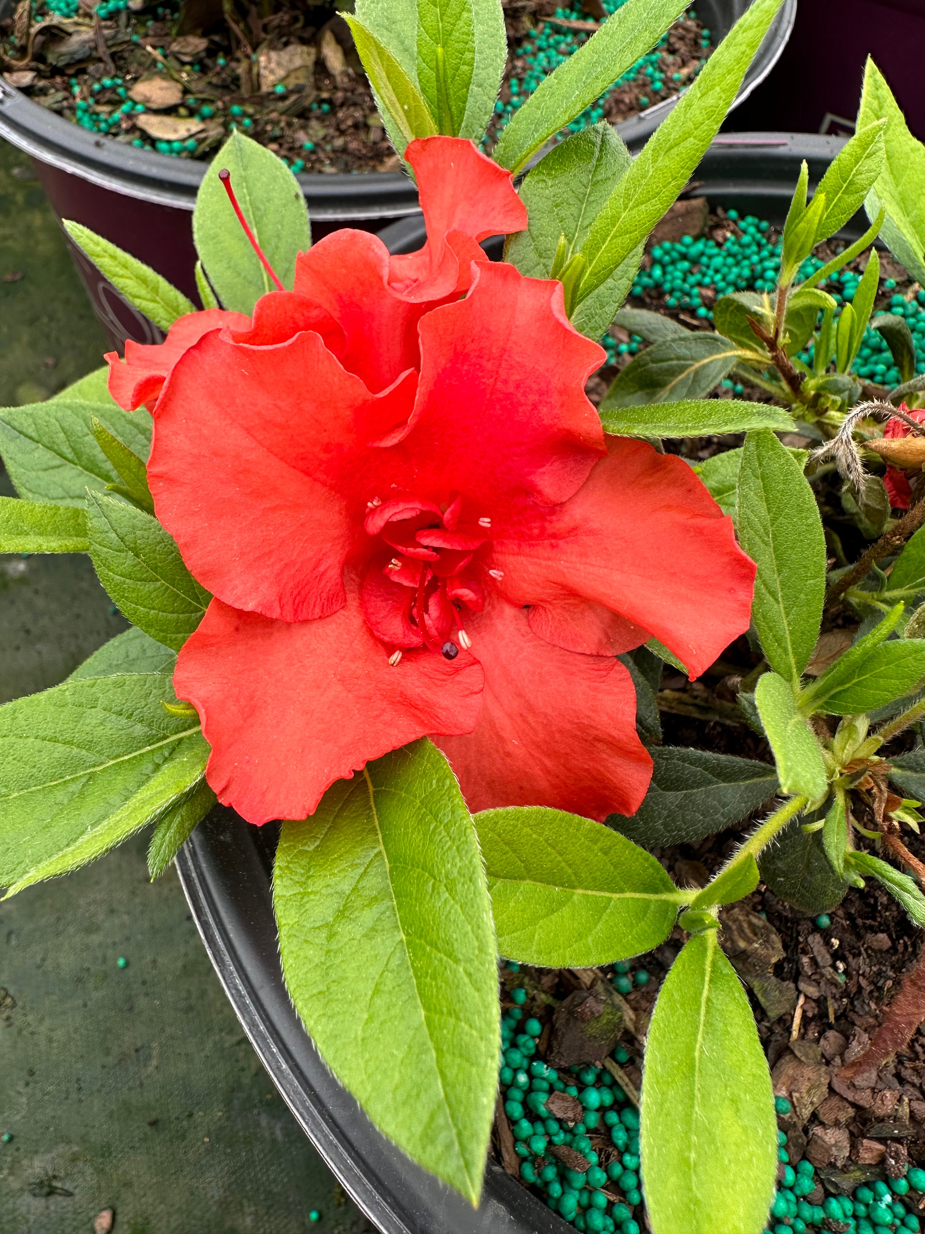 Encore Azalea® Autumn Embers® Rhododendron 'Conleb' | Transplant