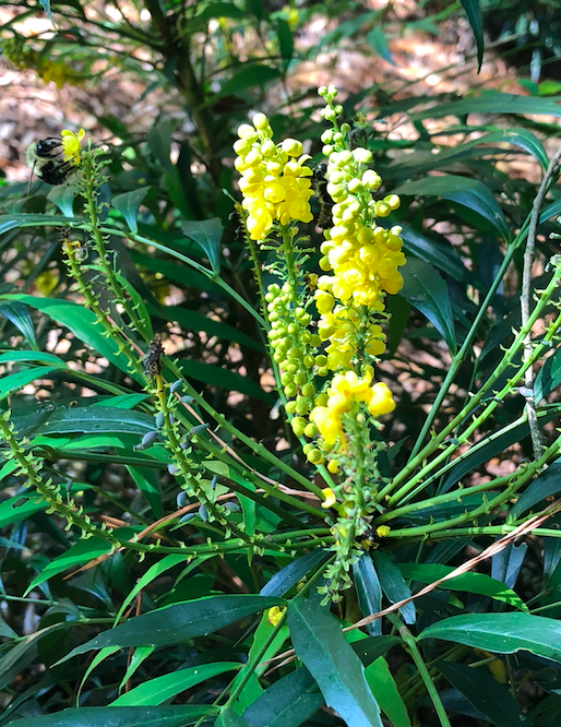 Southern Living 'Soft Caress' Mahonia eurybracteata PP20183