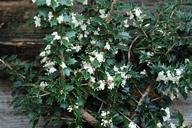 Osmanthus heterophyllus 'Kaori Hime' Party Princess® | Transplant