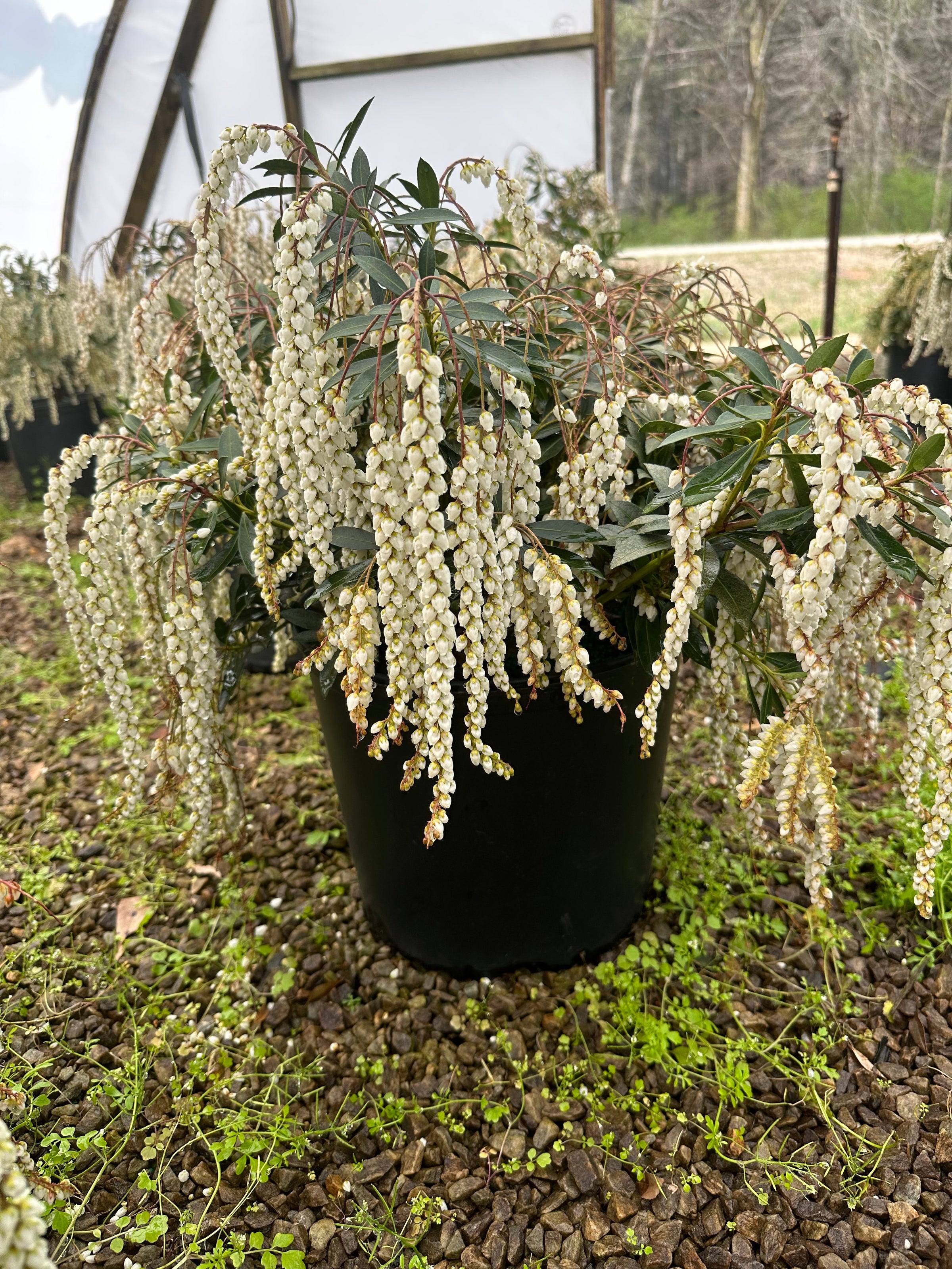 Maid in the Shade® 'Snowdrift' Pieris taiwanensis | Transplant