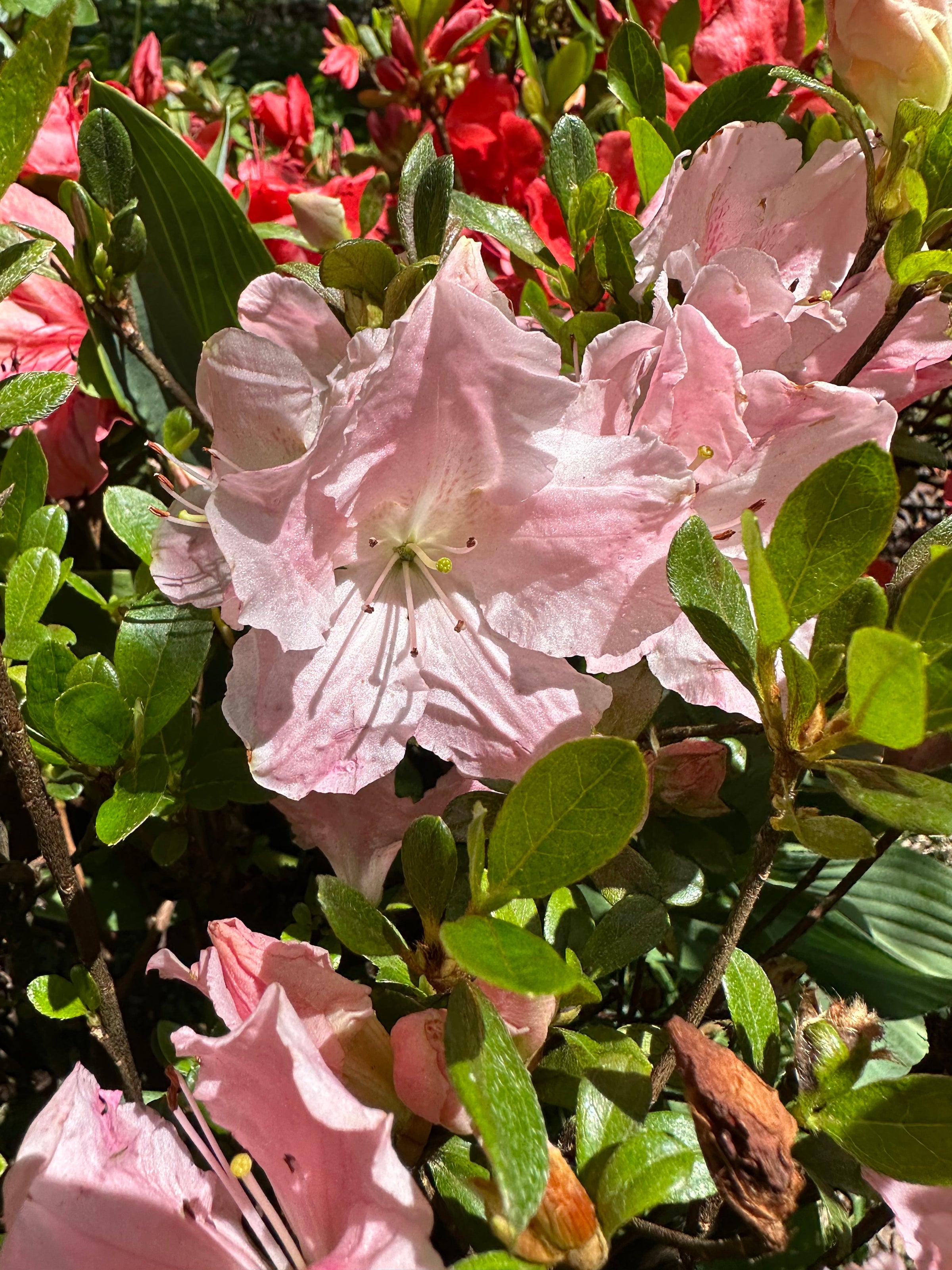 Maid in the Shade® 'Hilda Niblett' Rhododendron 'Robinhill Azaleas