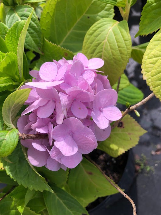 Hydrangea macrophylla 'Penny Mac' | Transplant Nursery, Inc