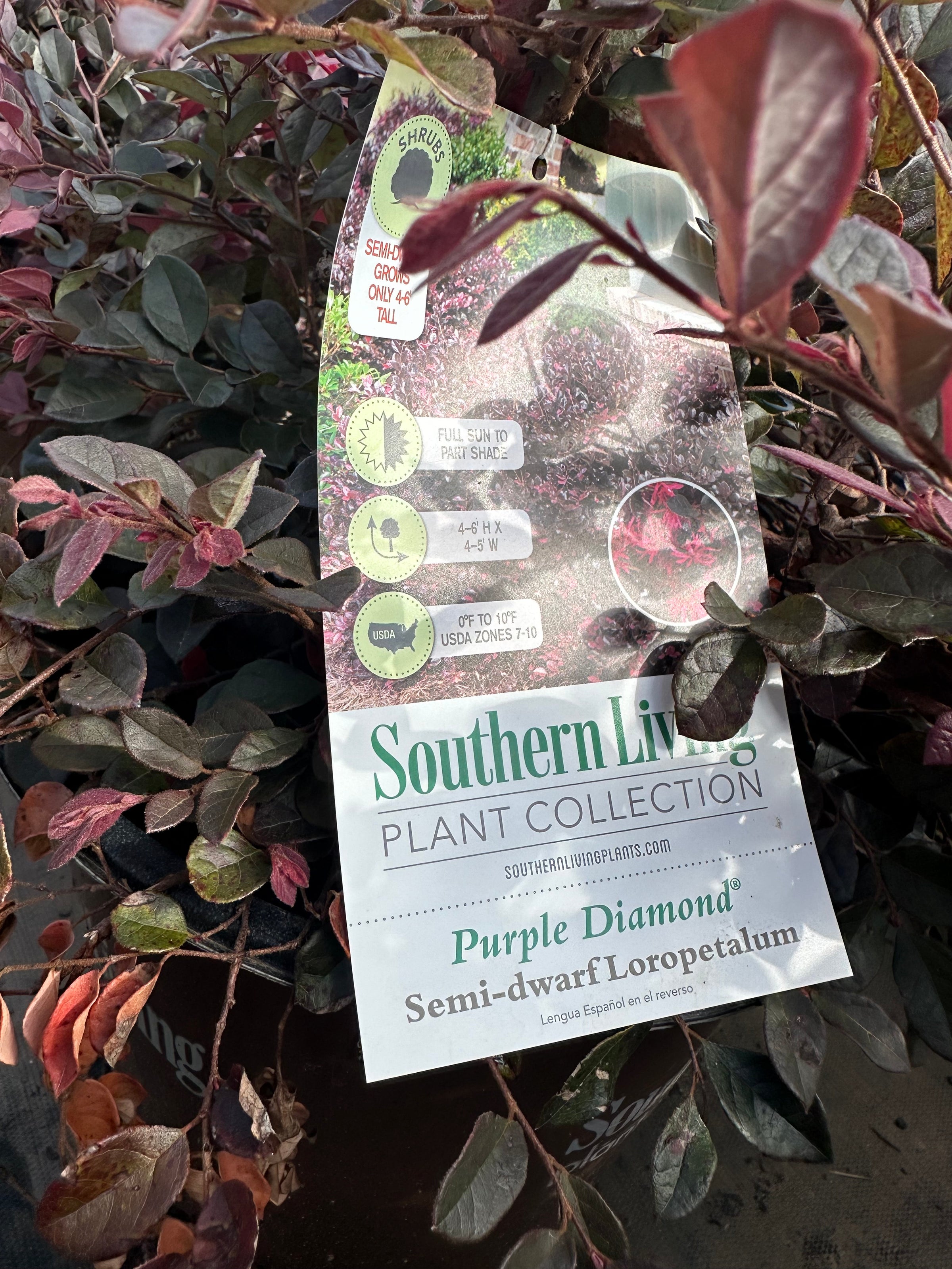 Southern Living® Purple Diamond® Semi-dwarf Loropetalum chinense