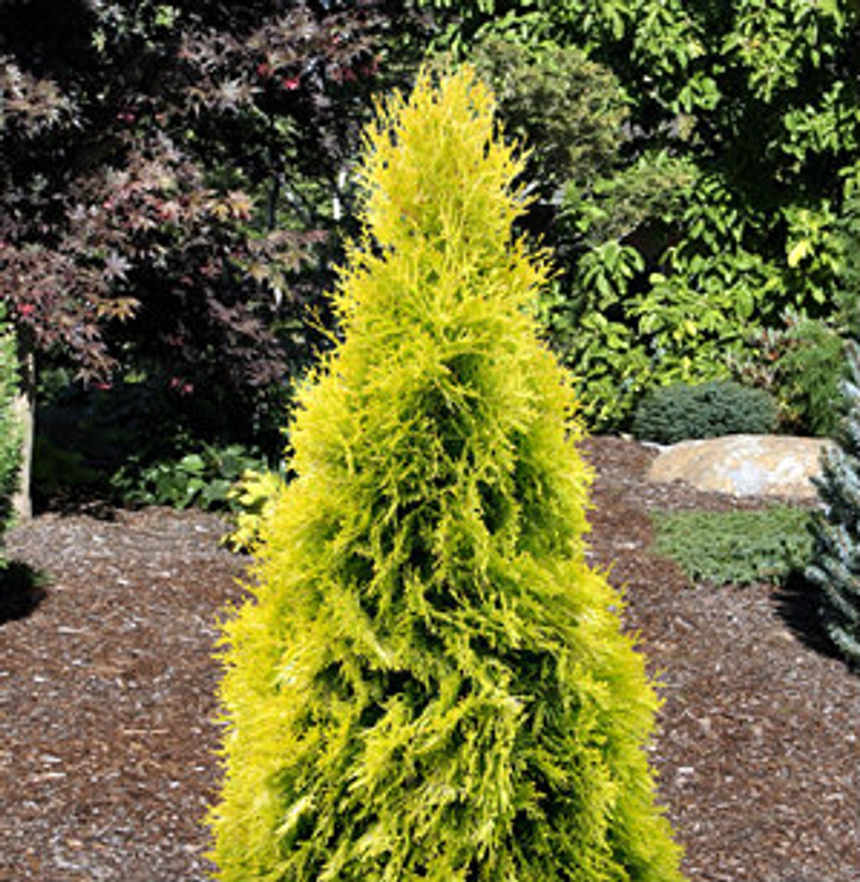にゃターシャ Thuja occidentalis 'Jantar' Golden Emerald Arborvitae PP#22296