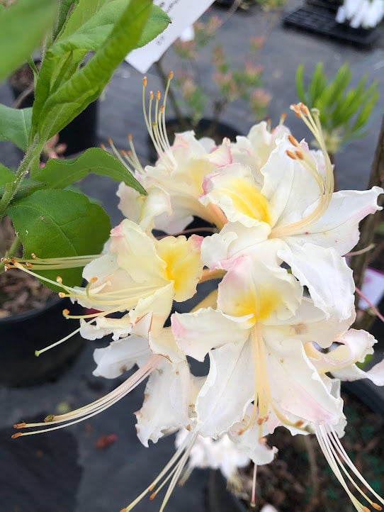 Maid in the Shade® 'Darlin's Dream' Azalea R. canescens x R