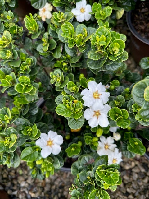 Gardenia Diamond Spire® 'LeeFive' PP32516 Southern Living