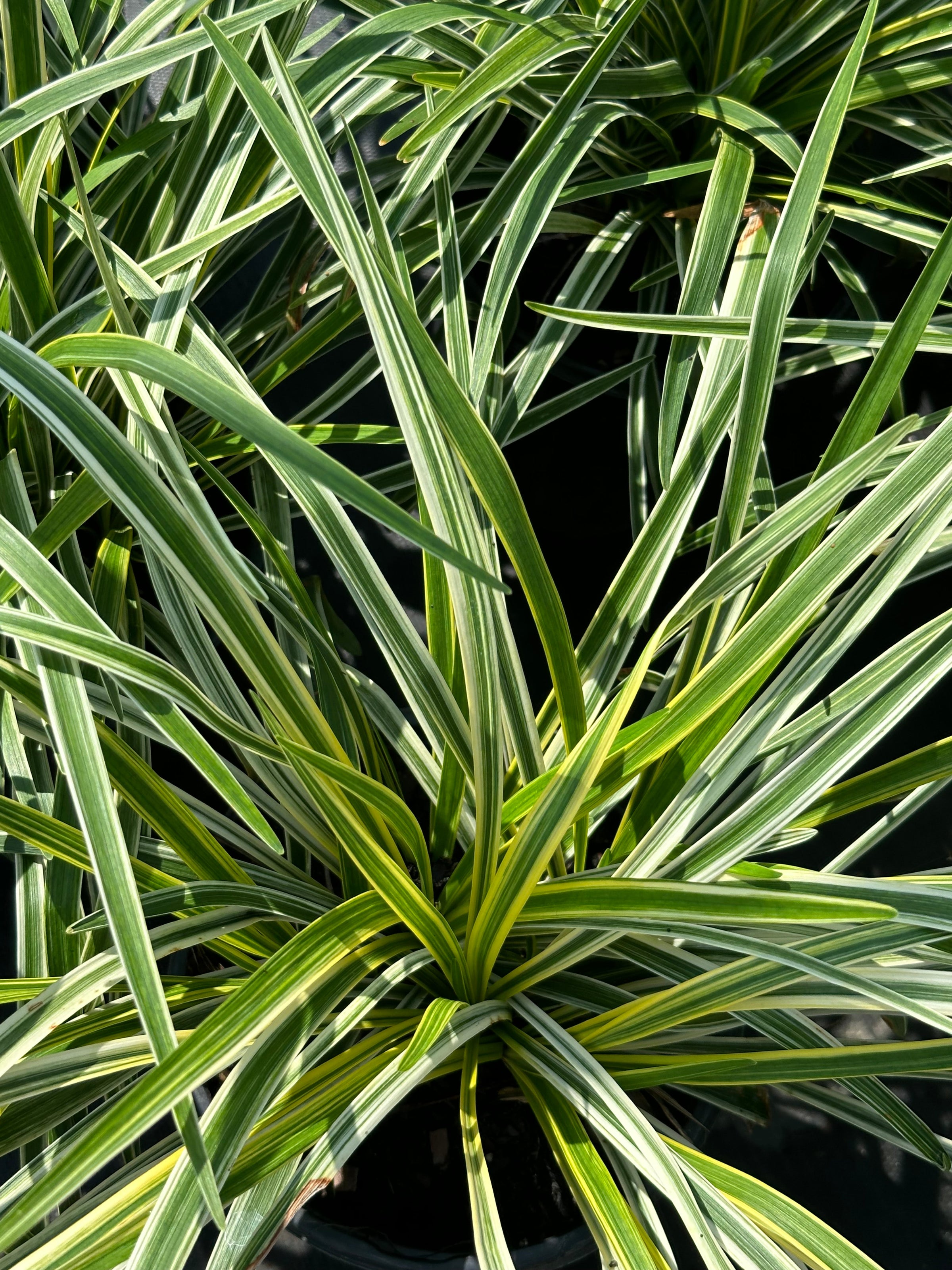 Liriope muscari 'Variegata' | Transplant Nursery, Inc