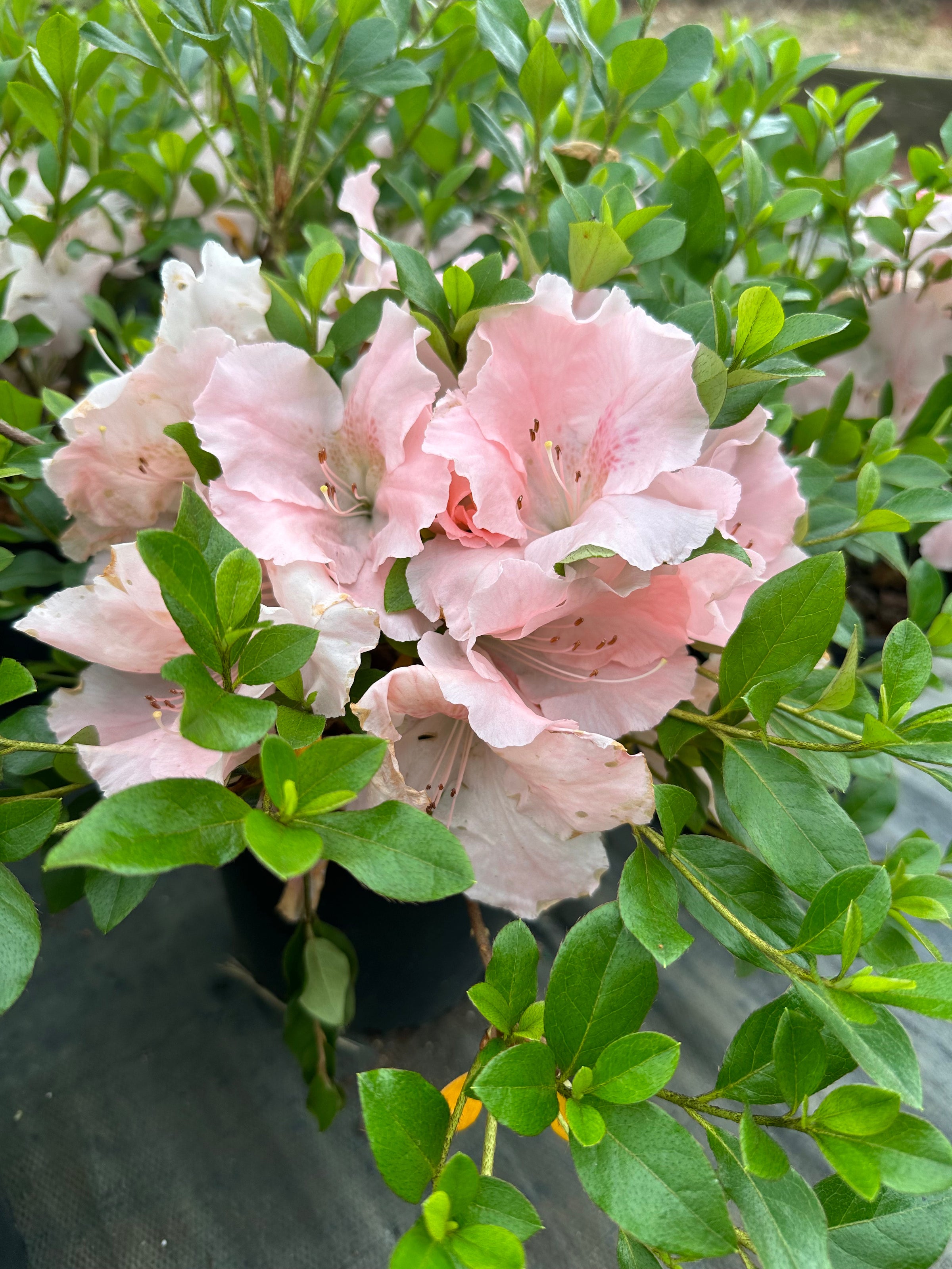 Maid in the Shade® 'Hilda Niblett' Rhododendron 'Robinhill Azaleas