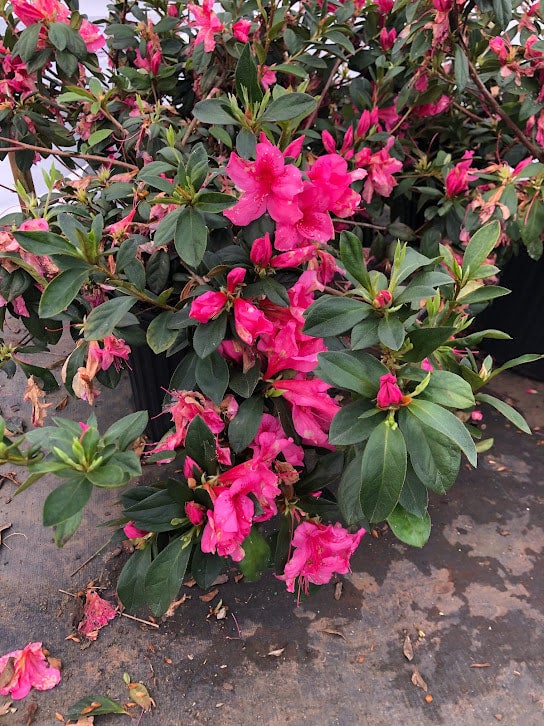 Azalea 'Pride of Mobile' | Transplant Nursery, Inc