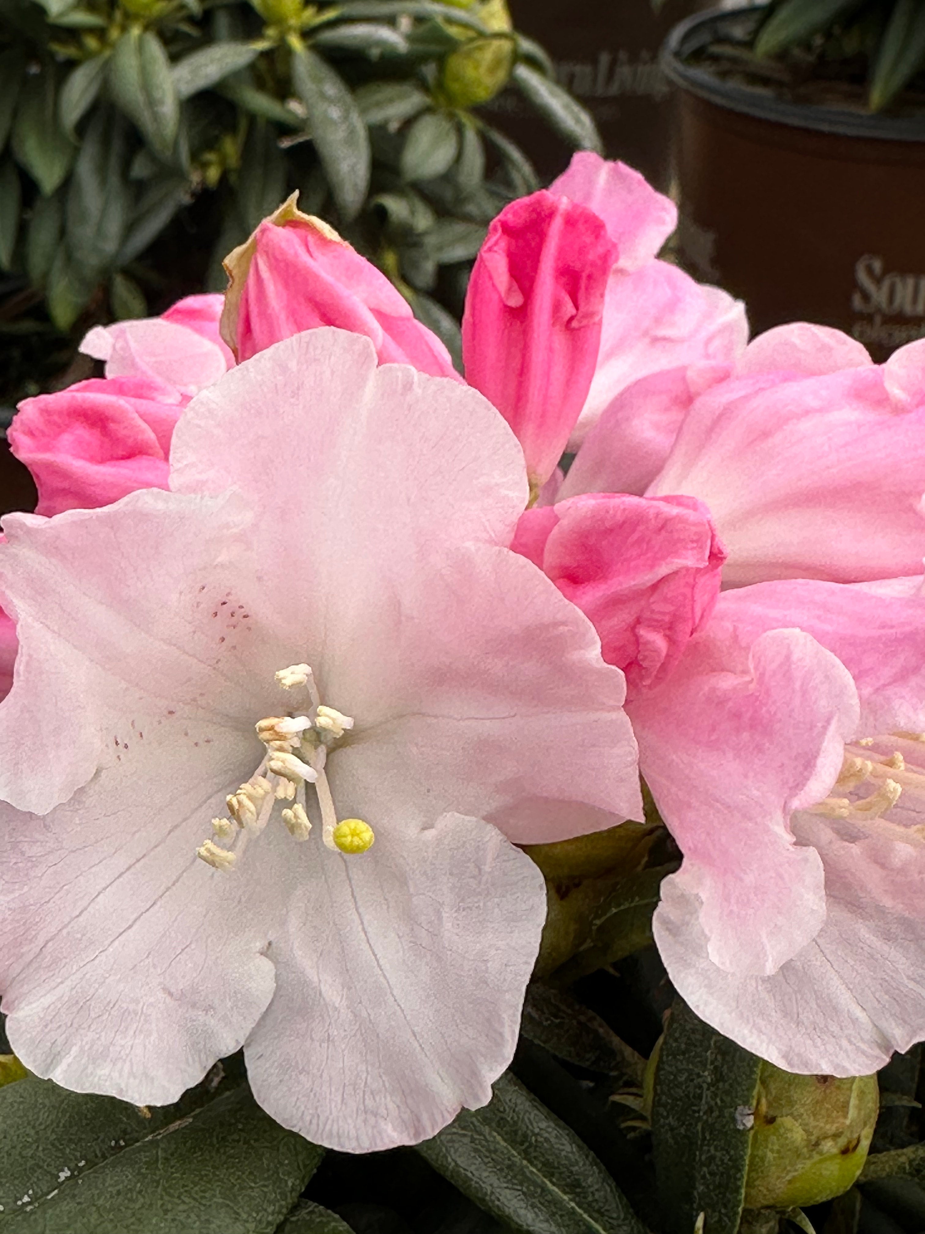 Southern Living® Elegance™ Southgate® Rhododendron 'Fair City