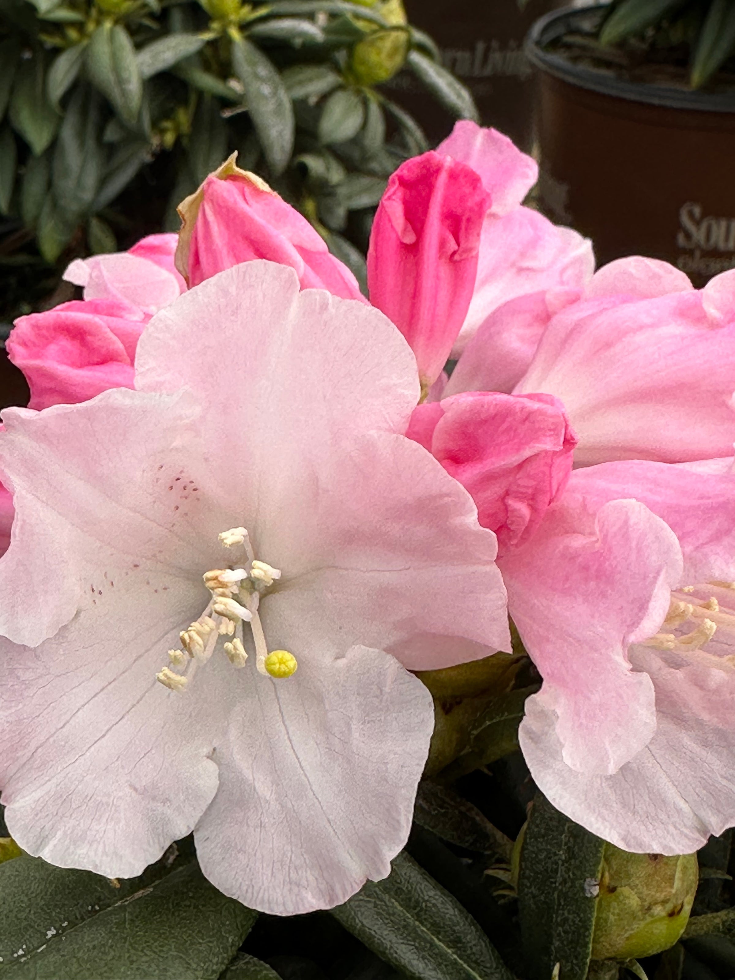 Southern Living® Elegance™ Southgate® Rhododendron 'Fair City